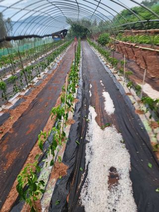 신승덕맛익는사과님의 고추 · 영농일지 작성글 사진