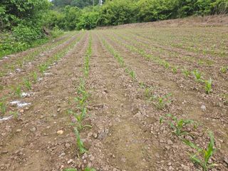 전봉우(채미농원)님의 기타작물 · 영농일지 작성글 사진