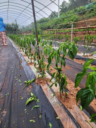신승덕맛익는사과님의 고추 · 영농일지 작성글 사진