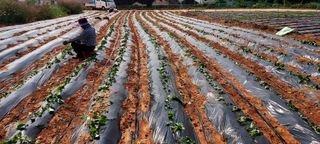 김재천님의 고구마 · 영농일지 작성글 사진