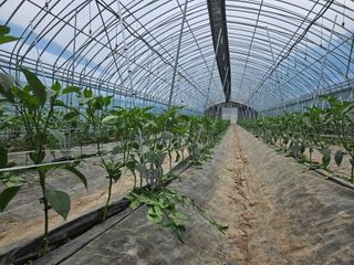 전봉우(채미농원)님의 기타작물 · 영농일지 작성글 사진