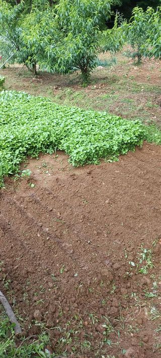 고병길님의 들깨 · 영농일지 작성글 사진