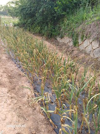 홍순오님의 기타작물 · 영농일지 작성글 사진