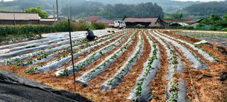 김재천님의 고구마 · 영농일지 작성글 사진