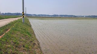 김응균님의 벼 · 영농일지 작성글 사진