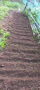 팜모닝 들깨·영농일지 게시글 이미지