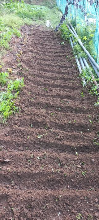 고병길님의 들깨 · 영농일지 작성글 사진