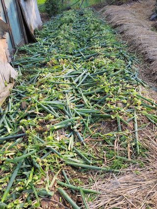 이시형님의 배추 · 영농일지 작성글 사진