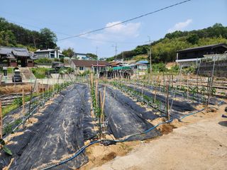 조정권님의 고추 · 영농일지 작성글 사진