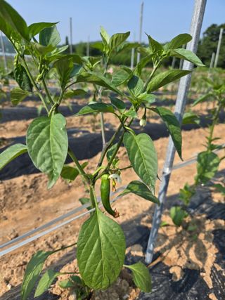 박준호님의 고추 · 영농일지 작성글 사진