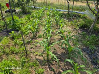 나선기님의 옥수수 · 영농일지 작성글 사진