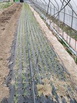 팜모닝 기타작물·영농일지 게시글 이미지