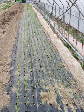 쫀쫀이할머니님의 기타작물 · 영농일지 작성글 사진