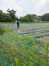 팜모닝 옥수수·영농일지 게시글 이미지