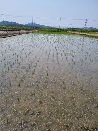 곰새끼님의 벼 · 영농일지 작성글 사진