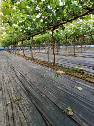 낙양성님의 포도 · 영농일지 작성글 사진