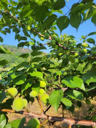 정택님의 매실 · 영농일지 작성글 사진