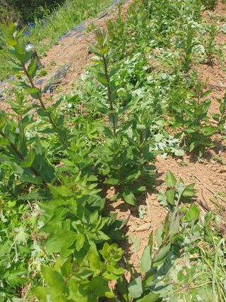 김윤숙님의 기타작물 · 영농일지 작성글 사진