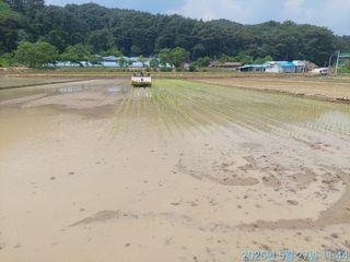 황대헌님의 벼 · 영농일지 작성글 사진