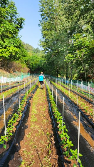 두아들아빠님의 고추 · 영농일지 작성글 사진