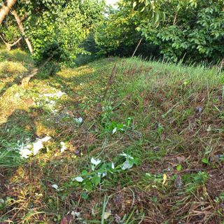 김건우님의 기타작물 · 영농일지 작성글 사진