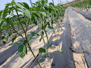 최남옥님의 기타작물 · 영농일지 작성글 사진