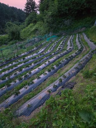 임대운님의 기타작물 · 영농일지 작성글 사진
