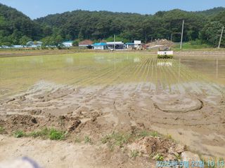 황대헌님의 벼 · 영농일지 작성글 사진