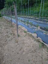 팜모닝 기타작물·영농일지 게시글 이미지