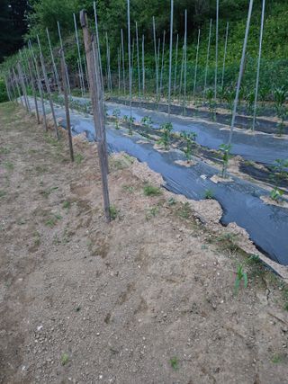 임대운님의 기타작물 · 영농일지 작성글 사진