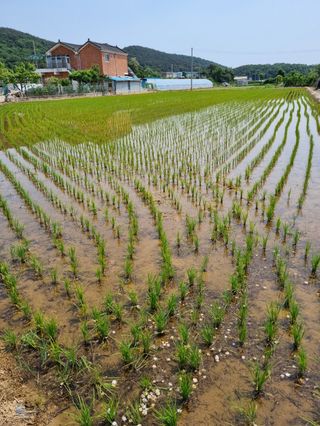 곰새끼님의 벼 · 영농일지 작성글 사진