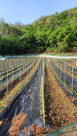 두아들아빠님의 고추 · 영농일지 작성글 사진