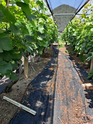 은화주농원맥반석포도님의 포도 · 영농일지 작성글 사진