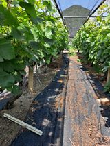 팜모닝 포도·영농일지 게시글 이미지