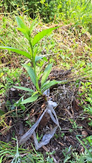 조연만님의 기타작물 · 영농일지 작성글 사진