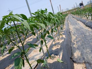 최남옥님의 기타작물 · 영농일지 작성글 사진