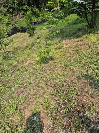 호랑이별님의 기타작물 · 영농일지 작성글 사진