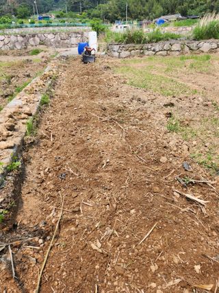 유정근님의 옥수수 · 영농일지 작성글 사진
