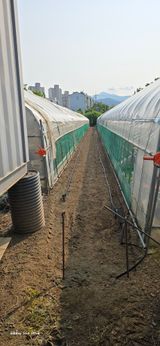 팜모닝 고추·영농일지 게시글 이미지