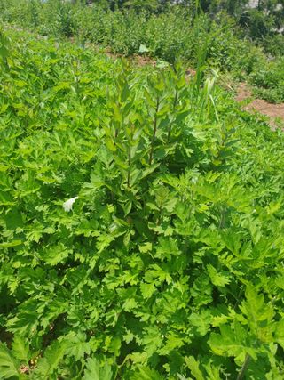 김윤숙님의 기타작물 · 영농일지 작성글 사진