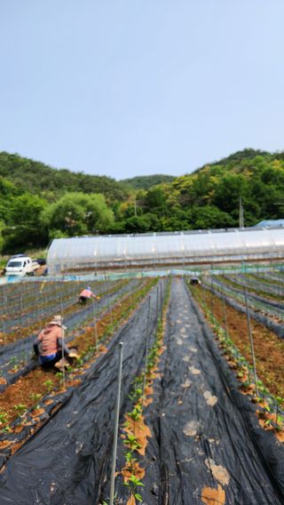 두아들아빠님의 고추 · 영농일지 작성글 사진