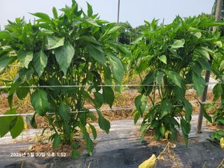 이동훈님의 고추 · 영농일지 작성글 사진