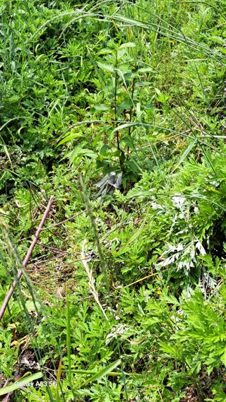 조연만님의 기타작물 · 영농일지 작성글 사진