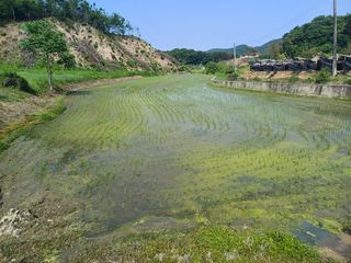 인산님의 벼 · 영농일지 작성글 사진
