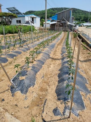 곰새끼님의 벼 · 영농일지 작성글 사진
