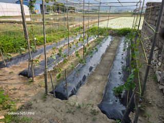 나선기님의 기타작물 · 영농일지 작성글 사진