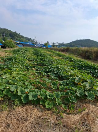 비금나루님의 호박 · 영농일지 작성글 사진