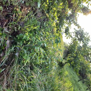 김건우님의 기타작물 · 영농일지 작성글 사진