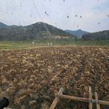 팜모닝 기타작물·영농일지 게시글 이미지