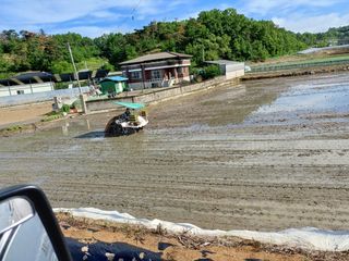 아리랑님의 벼 · 영농일지 작성글 사진